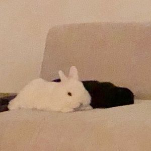 Meet your Posher, Waseem